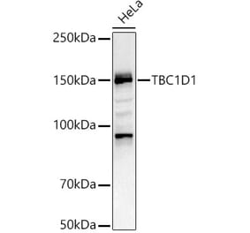 Western Blot - Anti-TBC1D1 Antibody (A80769) - Antibodies.com