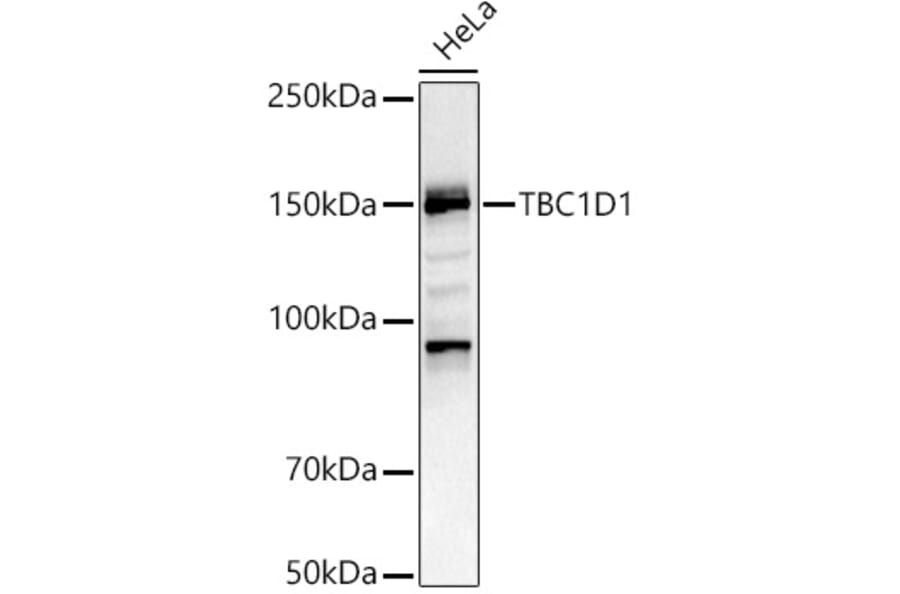 Western Blot - Anti-TBC1D1 Antibody (A80769) - Antibodies.com