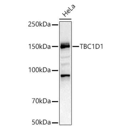 Western Blot - Anti-TBC1D1 Antibody (A80769) - Antibodies.com