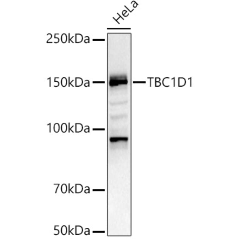 Western Blot - Anti-TBC1D1 Antibody (A80769) - Antibodies.com