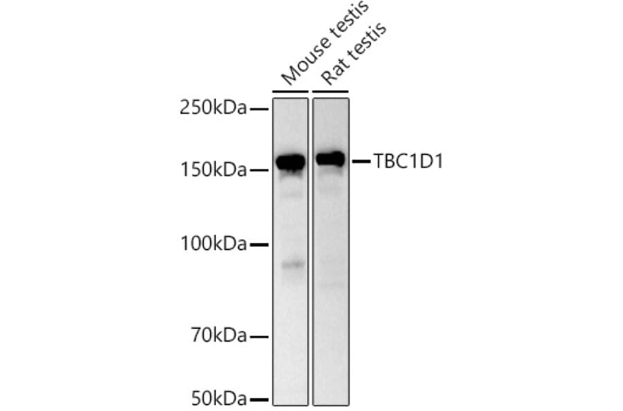 Western Blot - Anti-TBC1D1 Antibody (A80769) - Antibodies.com