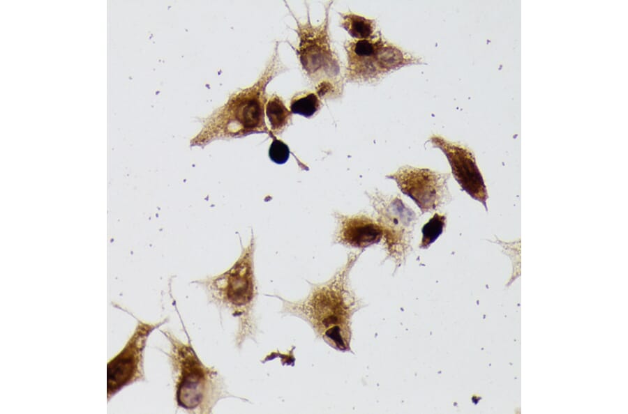 Immunohistochemistry - Anti-beta Tubulin Antibody (A80770) - Antibodies.com