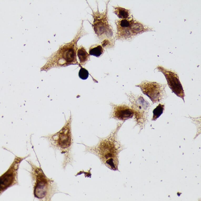 Immunohistochemistry - Anti-beta Tubulin Antibody (A80770) - Antibodies.com