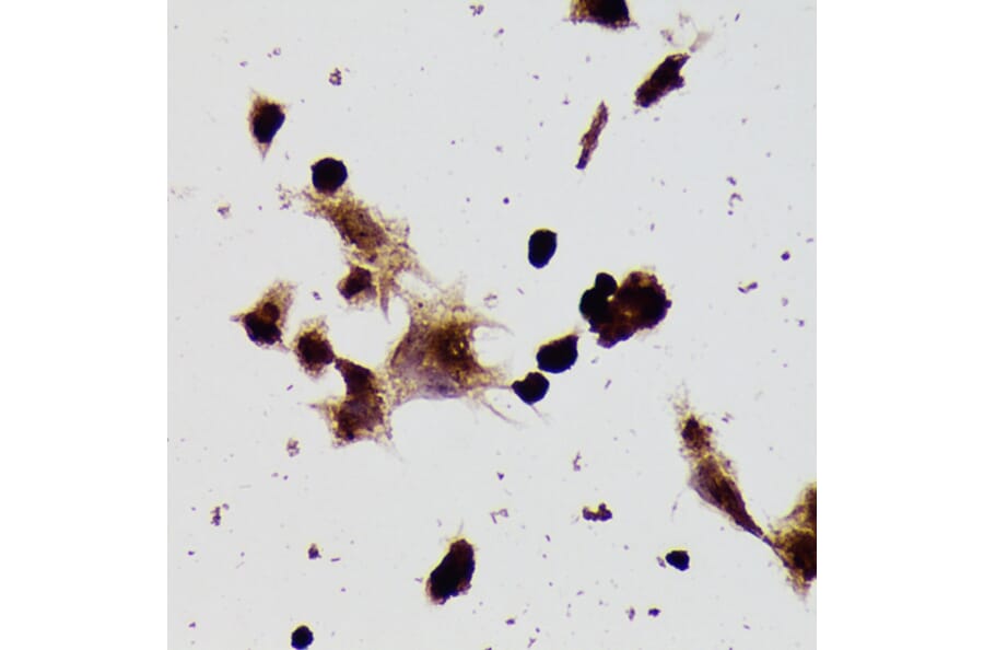 Immunohistochemistry - Anti-beta Tubulin Antibody (A80770) - Antibodies.com