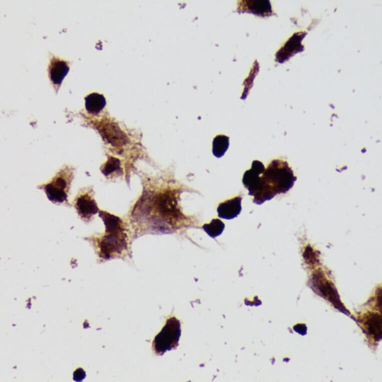 Immunohistochemistry - Anti-beta Tubulin Antibody (A80770) - Antibodies.com