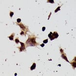 Immunohistochemistry - Anti-beta Tubulin Antibody (A80770) - Antibodies.com