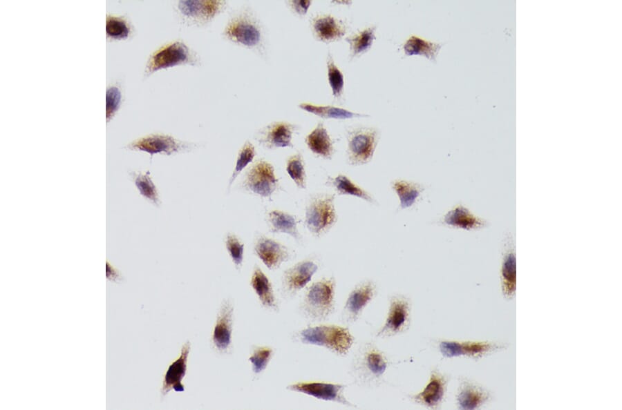 Immunohistochemistry - Anti-beta Tubulin Antibody (A80770) - Antibodies.com