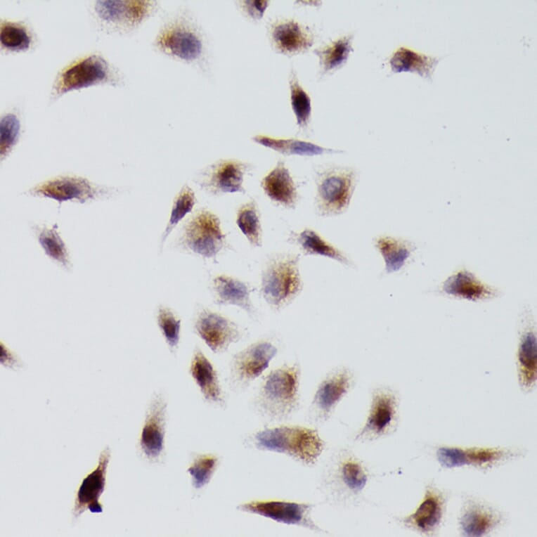 Immunohistochemistry - Anti-beta Tubulin Antibody (A80770) - Antibodies.com