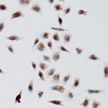 Immunohistochemistry - Anti-beta Tubulin Antibody (A80770) - Antibodies.com