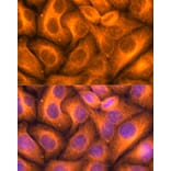 Immunofluorescence - Anti-beta Tubulin Antibody (A80770) - Antibodies.com