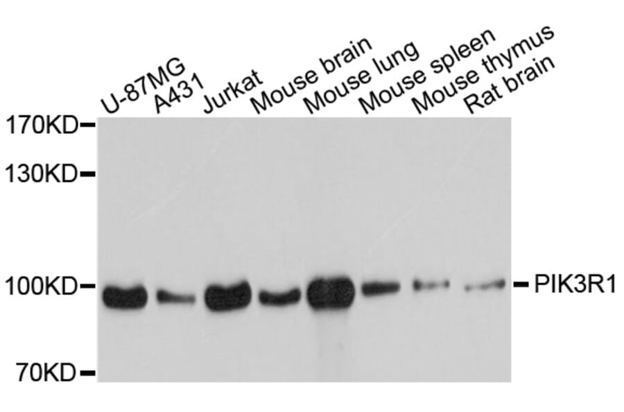 Western Blot - Anti-PIK3R1 Antibody (A11442) - Antibodies.com