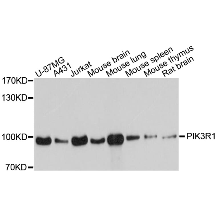 Western Blot - Anti-PIK3R1 Antibody (A11442) - Antibodies.com