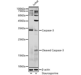 Western Blot - Anti-Caspase-3 Antibody (A80776) - Antibodies.com