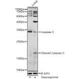 Western Blot - Anti-Caspase-3 Antibody (A80776) - Antibodies.com