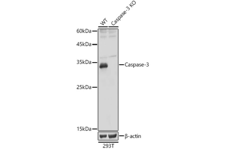 Western Blot - Anti-Caspase-3 Antibody (A80776) - Antibodies.com