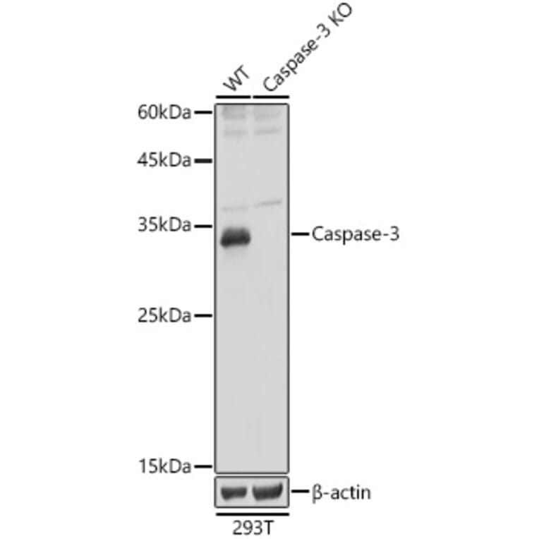 Western Blot - Anti-Caspase-3 Antibody (A80776) - Antibodies.com