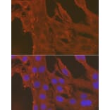 Immunofluorescence - Anti-Caspase-3 Antibody (A80776) - Antibodies.com