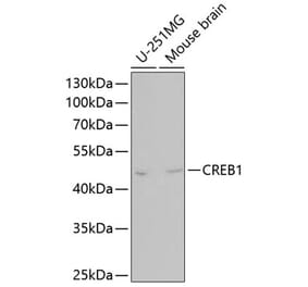 Western Blot - Anti-CREB Antibody (A80778) - Antibodies.com