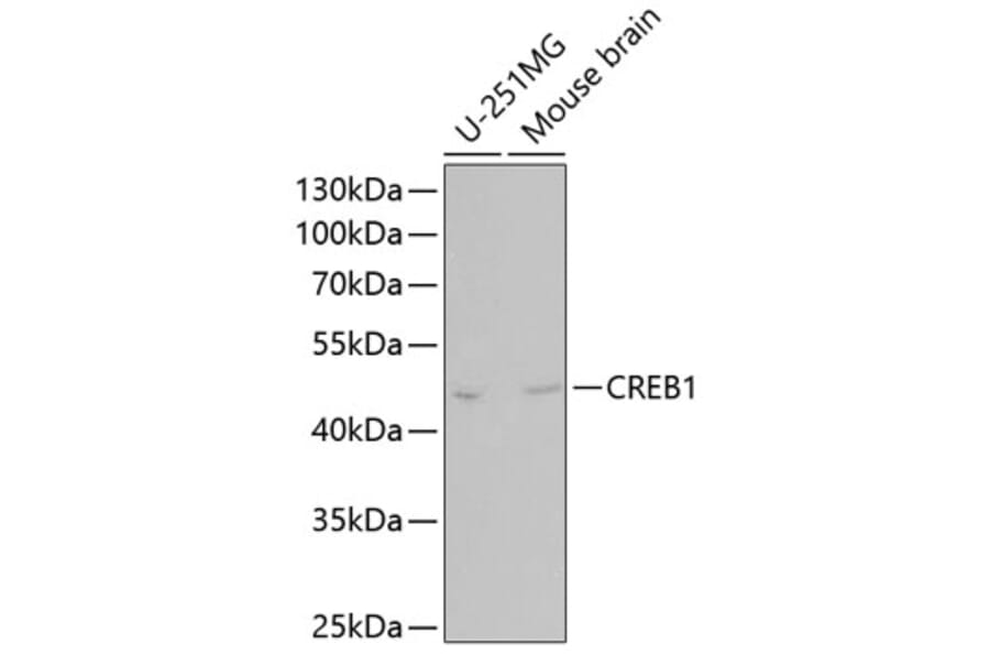 Western Blot - Anti-CREB Antibody (A80778) - Antibodies.com
