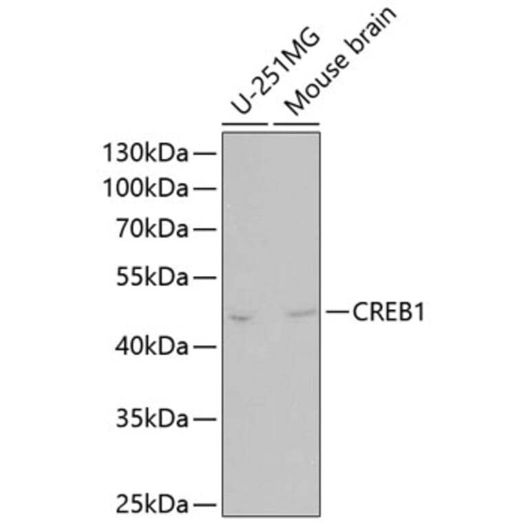 Western Blot - Anti-CREB Antibody (A80778) - Antibodies.com