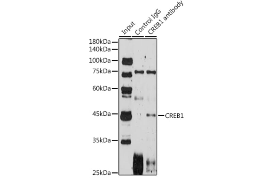 Western Blot - Anti-CREB Antibody (A80778) - Antibodies.com