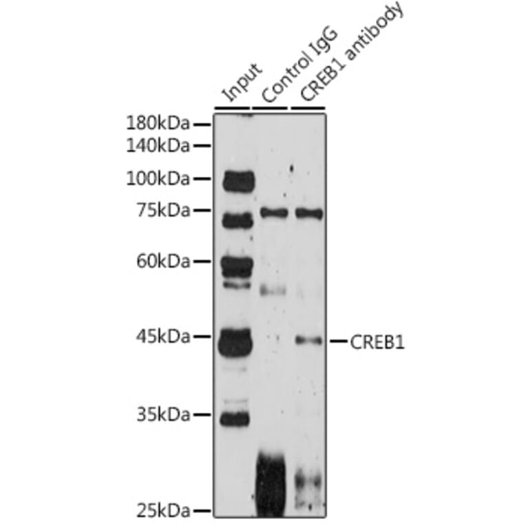 Western Blot - Anti-CREB Antibody (A80778) - Antibodies.com