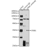 Western Blot - Anti-CREB Antibody (A80778) - Antibodies.com