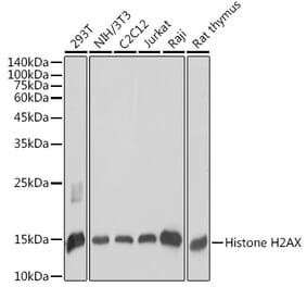 Western Blot - Anti-Histone H2A.X Antibody (A80779) - Antibodies.com