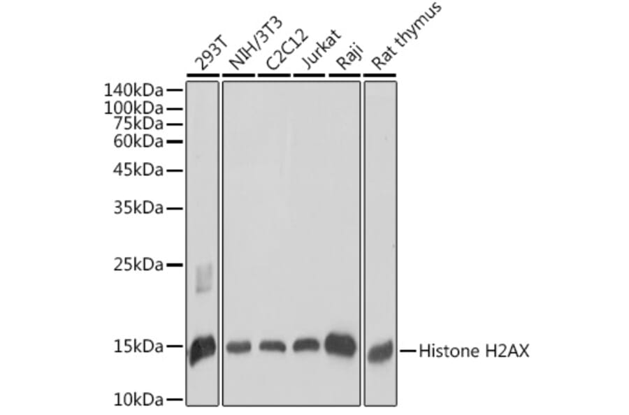 Western Blot - Anti-Histone H2A.X Antibody (A80779) - Antibodies.com