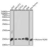 Western Blot - Anti-Histone H2A.X Antibody (A80779) - Antibodies.com