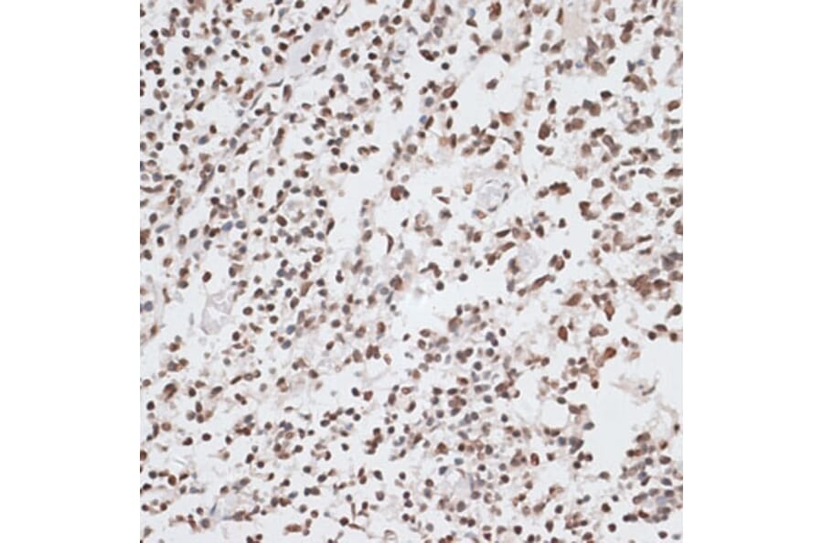Immunohistochemistry - Anti-Histone H2A.X Antibody (A80779) - Antibodies.com