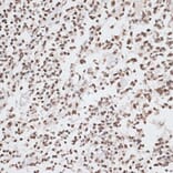 Immunohistochemistry - Anti-Histone H2A.X Antibody (A80779) - Antibodies.com