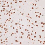 Immunohistochemistry - Anti-Histone H2A.X Antibody (A80779) - Antibodies.com