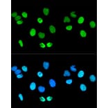 Immunofluorescence - Anti-Histone H2A.X Antibody (A80779) - Antibodies.com