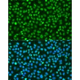 Immunofluorescence - Anti-Histone H2A.X Antibody (A80779) - Antibodies.com