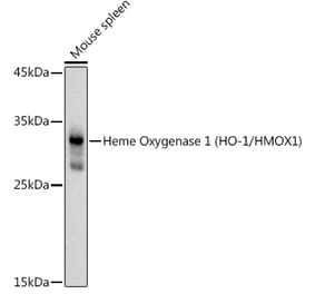 Western Blot - Anti-Heme Oxygenase 1 Antibody (A80781) - Antibodies.com