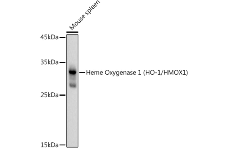Western Blot - Anti-Heme Oxygenase 1 Antibody (A80781) - Antibodies.com