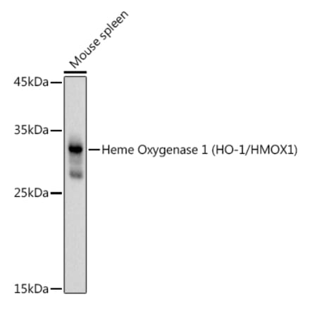 Western Blot - Anti-Heme Oxygenase 1 Antibody (A80781) - Antibodies.com