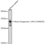 Western Blot - Anti-Heme Oxygenase 1 Antibody (A80781) - Antibodies.com