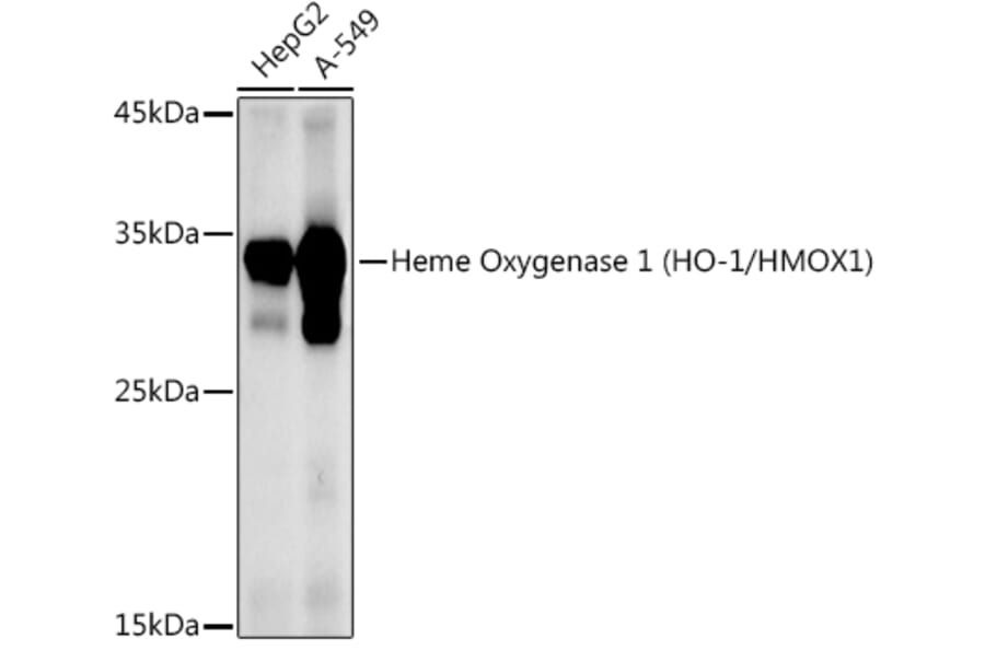 Western Blot - Anti-Heme Oxygenase 1 Antibody (A80781) - Antibodies.com