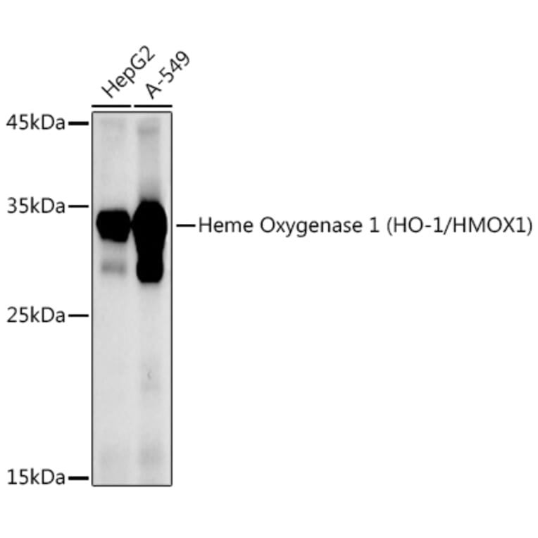 Western Blot - Anti-Heme Oxygenase 1 Antibody (A80781) - Antibodies.com