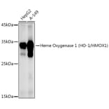 Western Blot - Anti-Heme Oxygenase 1 Antibody (A80781) - Antibodies.com