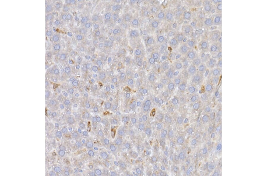 Immunohistochemistry - Anti-Heme Oxygenase 1 Antibody (A80781) - Antibodies.com