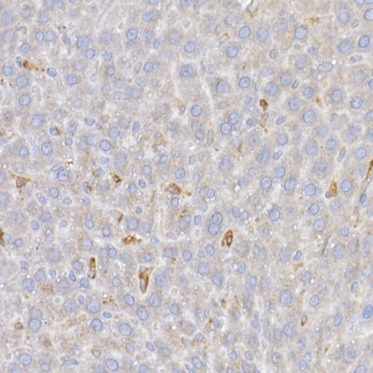 Immunohistochemistry - Anti-Heme Oxygenase 1 Antibody (A80781) - Antibodies.com