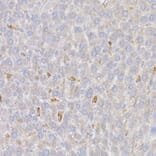 Immunohistochemistry - Anti-Heme Oxygenase 1 Antibody (A80781) - Antibodies.com
