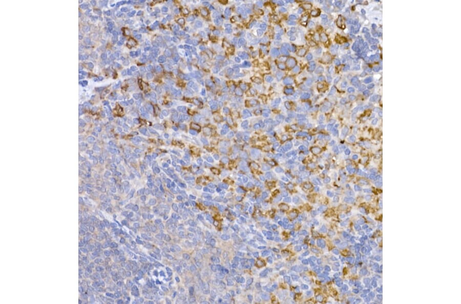 Immunohistochemistry - Anti-Heme Oxygenase 1 Antibody (A80781) - Antibodies.com