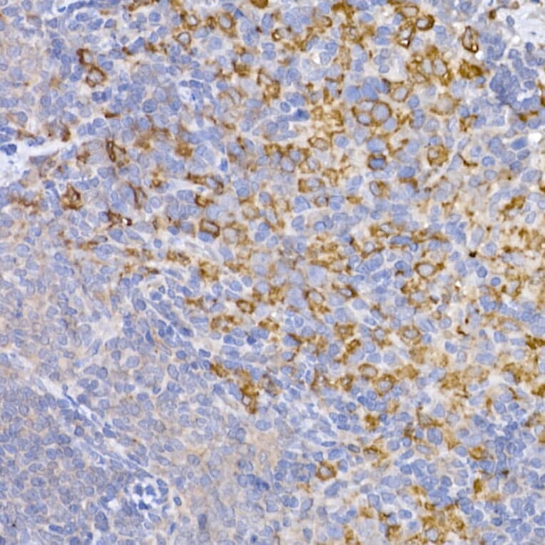 Immunohistochemistry - Anti-Heme Oxygenase 1 Antibody (A80781) - Antibodies.com