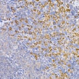 Immunohistochemistry - Anti-Heme Oxygenase 1 Antibody (A80781) - Antibodies.com
