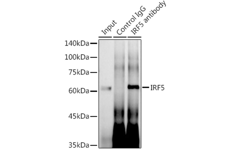 Western Blot - Anti-IRF5 Antibody [ARC0525] (A80782) - Antibodies.com