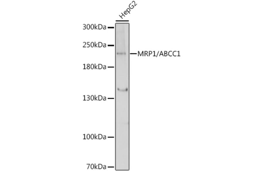 Western Blot - Anti-MRP1 Antibody (A80784) - Antibodies.com